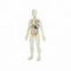 Juego Educativo a partir de 8 años Anatomia del cuerpo humano marca Miniland