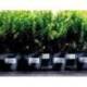 ETIQUETA ADHESIVA AVERY POLIESTER COLOR BLANCO PARA IMPRESORA LASER 99,1X42,3 MM CAJA DE 240 UNIDADES